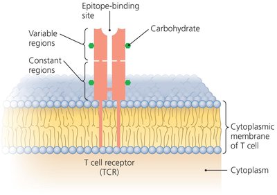T cell receptor structure