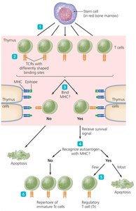 Development and clonal deletion of T cells