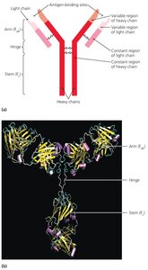 Basic antibody structure