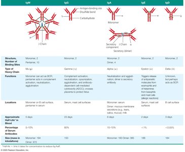 Table of antibody classes and their characteristics