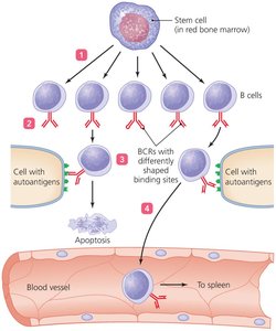 Clonal deletion of B cells