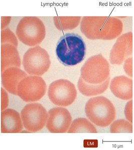 Lymphocyte and red blood cell under light microscope