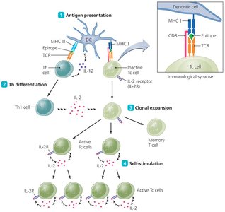Activation of cytotoxic T cell clones