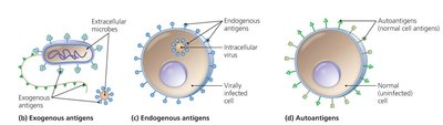 Exogenous, endogenous, and autoantigens
