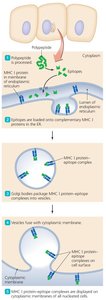 Processing of endogenous antigens