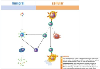Diagram contrasting humoral and cellular immunity pathways