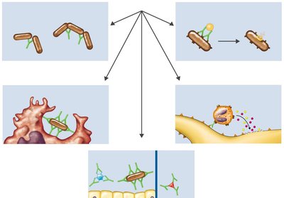 Results of antigen–antibody binding