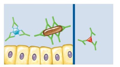 Neutralization and other antibody effects
