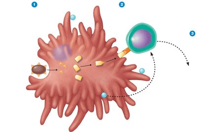 Activation of CD4+ T helper cells