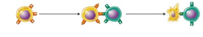 Killing of virus-infected target cell by cytotoxic T lymphocyte