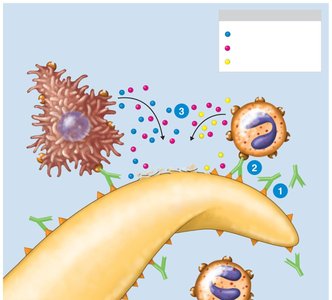 Antibody-dependent cell-mediated cytotoxicity (ADCC)