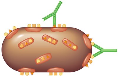 Antibodies binding to epitopes on a bacterial cell