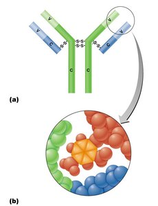 Structure of a typical antibody molecule
