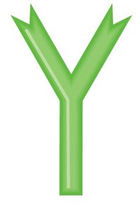 IgG antibody structure