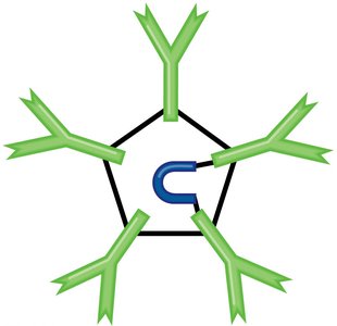 IgM pentamer structure