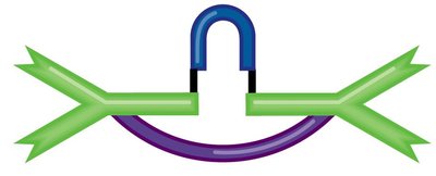 IgA dimer structure with J chain and secretory component