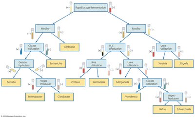 Dichotomous Key for Enteric Bacteria
