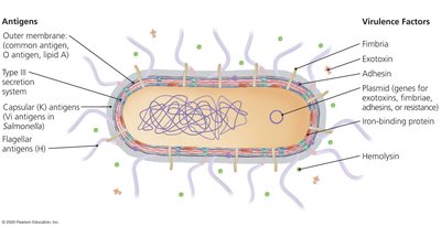 Antigens and Virulence Factors of Enterobacteriaceae