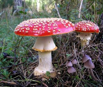 Mushrooms in nature