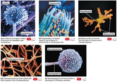 Types of asexual spores in fungi