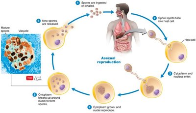 Life cycle of Encephalitozoon (Microsporidia)