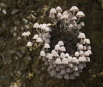 Cluster of small mushrooms