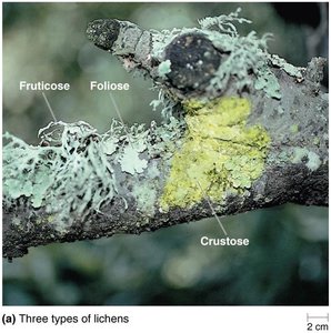 Three types of lichens: fruticose, foliose, crustose