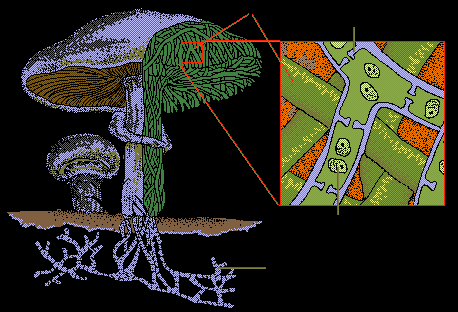 Diagram of mushroom structure and hyphae network