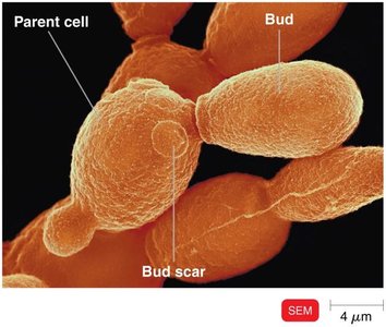 SEM of yeast cell with bud and bud scar
