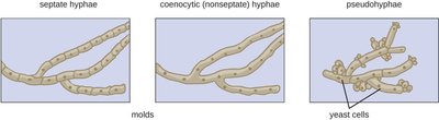 Comparison of septate, coenocytic hyphae, and pseudohyphae