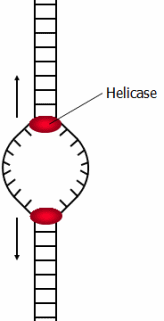 Helicase unwinding DNA