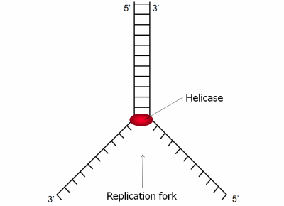 Replication fork with helicase