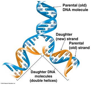 Semiconservative DNA replication