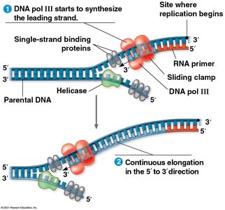 Leading strand synthesis