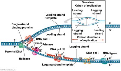 Leading and lagging strand synthesis with enzymes