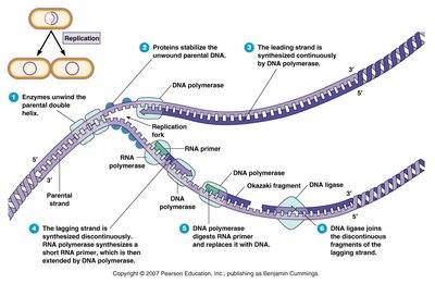 Detailed DNA replication fork with enzyme roles