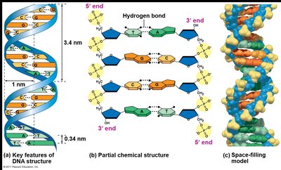 Key features and chemical structure of DNA