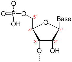 Deoxyribose sugar with phosphate and base