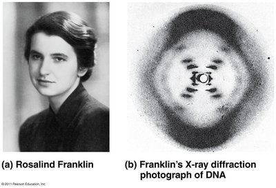 Rosalind Franklin and her X-ray diffraction photograph of DNA