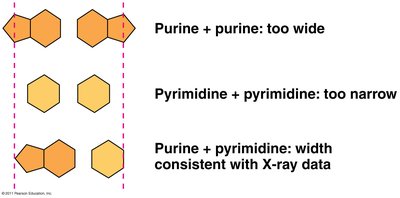 Purine and pyrimidine pairing width consistency