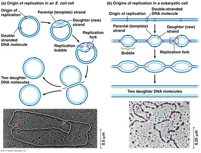 Origin of replication in E. coli and eukaryotic cells