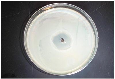 The effect of heavy-metal ions on bacterial growth