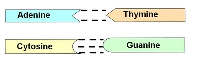 Base pairing in DNA