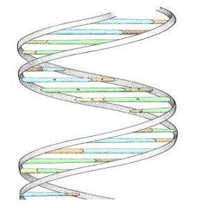 Antiparallel DNA strands