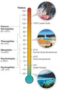 Temperature ranges for microbial growth