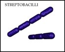 Steps of binary fission in bacteria