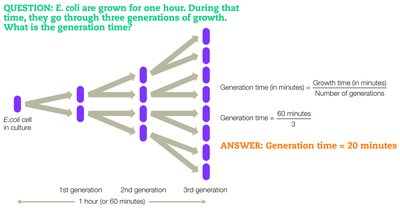 Generation time calculation example