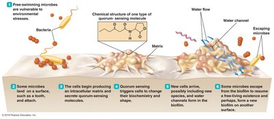 Stages of biofilm formation
