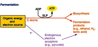 Diagram of fermentation: substrate-level phosphorylation and fermentation products