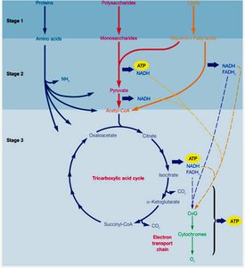 Diagram of glycolysis and the TCA cycle